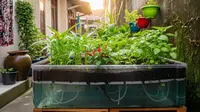 6 Tips Mengatur Kebun Sayur Mini agar Tak Jadi Sarang Ular, Jaga Keluarga Tetap Aman