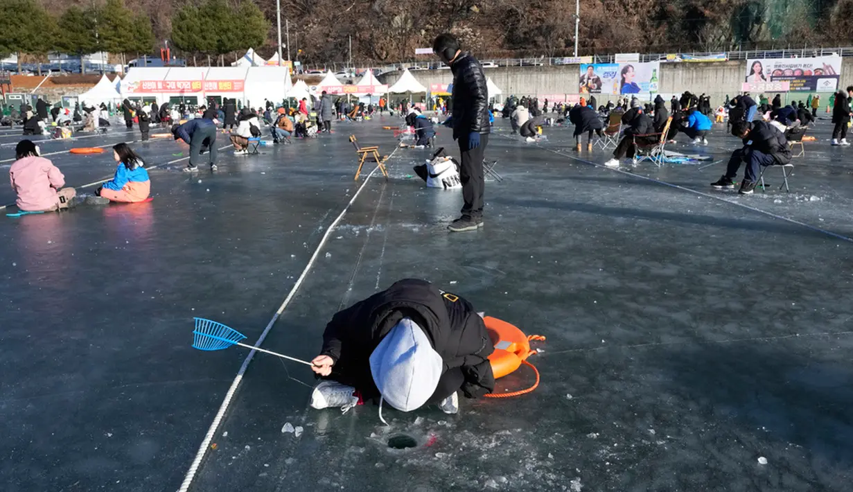 Festival es ini diselenggarakan di lingkungan sekitar Aliran Hwacheoncheon yang merupakan tempat tinggal alami bagi ikan trout dan berang-berang. (AP Photo/Ahn Young-joon)