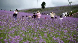 Para wisatawan menikmati pemandangan padang verbena yang terletak di Gaopo, Guiyang, Ibu Kota Provinsi Guizhou, China, 14 Agustus 2020. (Xinhua/Zhang Hui)