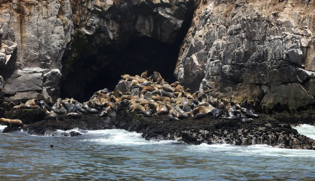 Gerombolan singa laut sedang berkumpul di pinggir Pulau Palomino, Callao, Peru (14/10). Di pulau ini singa laut hidup bebas bersama habitatnya. (Reuters/Guadalupe Pardo)