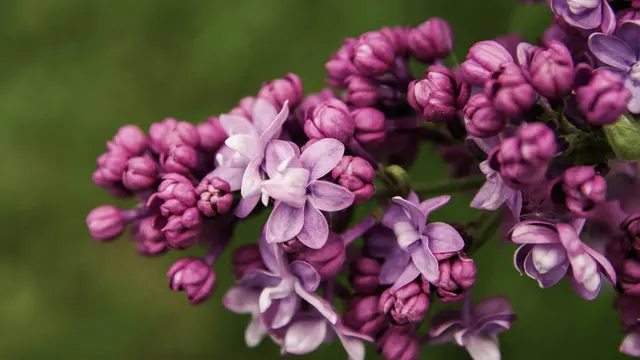 Lilac