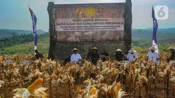 Dalam sekali panen setiap tiga bulan dihasilkan 7 hingga 8 ton jagung yang kemudian diolah menjadi jagung pipil kering. (merdeka.com/Arie Basuki)