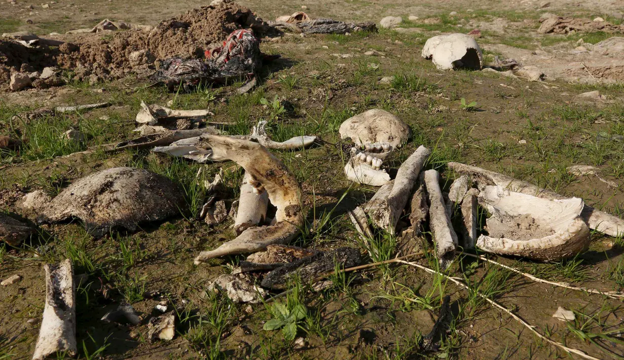 Tulang dan tengkorak terlihat di sebuah kuburan massal yang diduga lokasi makam anggota Yazidi Irak di pinggiran Sinjar, 30 November 2015. Pasukan Kurdi menemukan kuburan ini usai berhasil merebut kembali kota Irak dari militan ISIS. (Reuters/Ari Jalal)