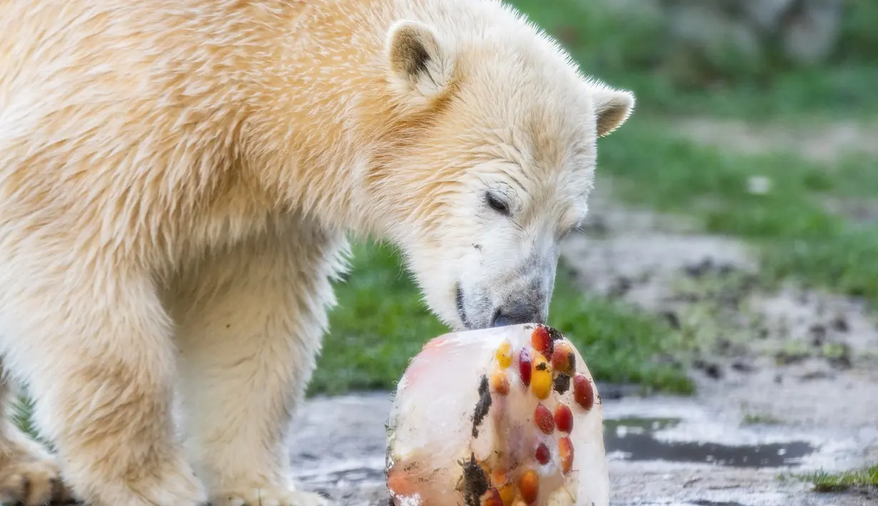 Beruang kutub "Nanook" memeriksa kue es yang diberikan untuk ulang tahun pertamanya di kebun binatang di Gelsenkirchen, Jerman barat (4/12). (AFP Photo/dpa/Marcel Kusch)