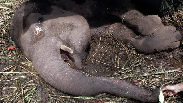 [Bintang] Gajah mati di Kebun Binatang Bandung