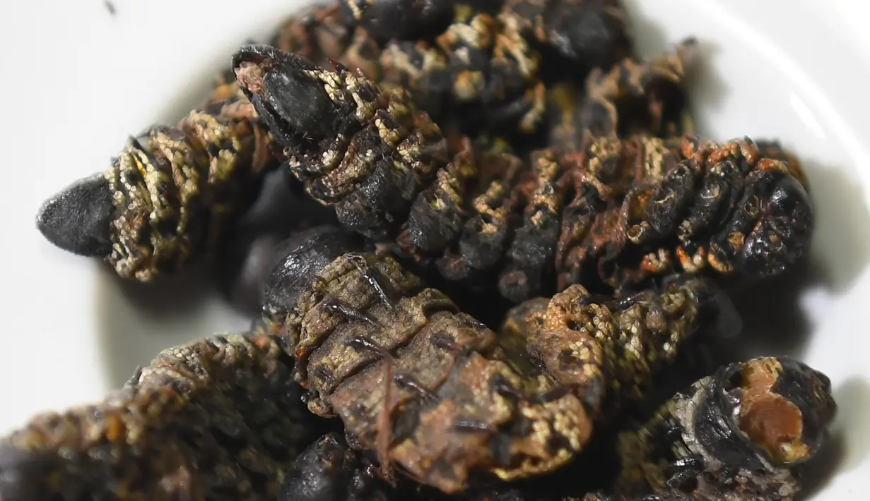 Mopane worm, hidangan populer dari Afrika Selatan dipamerkan di Museum Makanan Menjijikkan di Los Angeles, California, Amerika Serikat, 6 Desember 2018. (Robyn Beck/AFP)