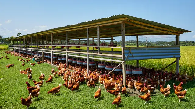 Model Kandang Ayam Semi Umbaran Biar Ayam Lebih Sehat dan Cepat Besar (AI)