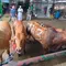 Salah satu lapak hewan kurban yang berada di wilayah Pancoran Mas, Depok. (Liputan6.com/Dicky Agung Prihanto)
