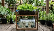 10 Cara Membuat Aquaponik dari Galon Bekas untuk Menanam Selada dan Memelihara Ikan di Rumah