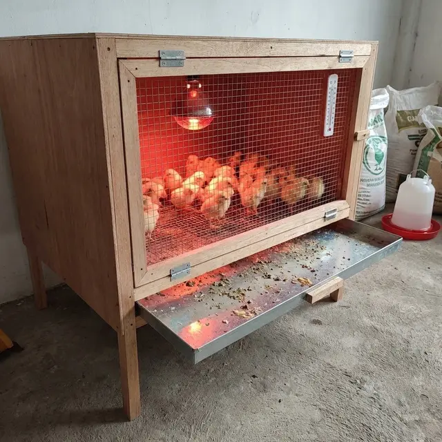 Desain Kandang Ayam Kolong dengan Tray Tarik