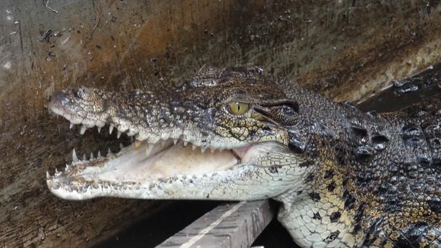 evakuasi buaya muara di pontianak