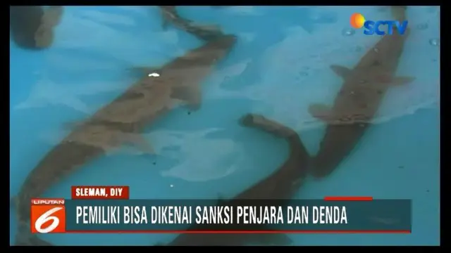 Kementerian Kelautan dan Perikanan Yogyakarta amankan belasan ikan predator agar tidak dilepasliarkan di perairan umum.