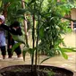 Usai fenomena Super Blue Blood Moon, ribuan rumah di Pekalongan, Jawa Tengah, terendam banjir, sedangkan ratusan pelajar gagal ujian. (Liputan6.com/Fajar Eko Nugroho)