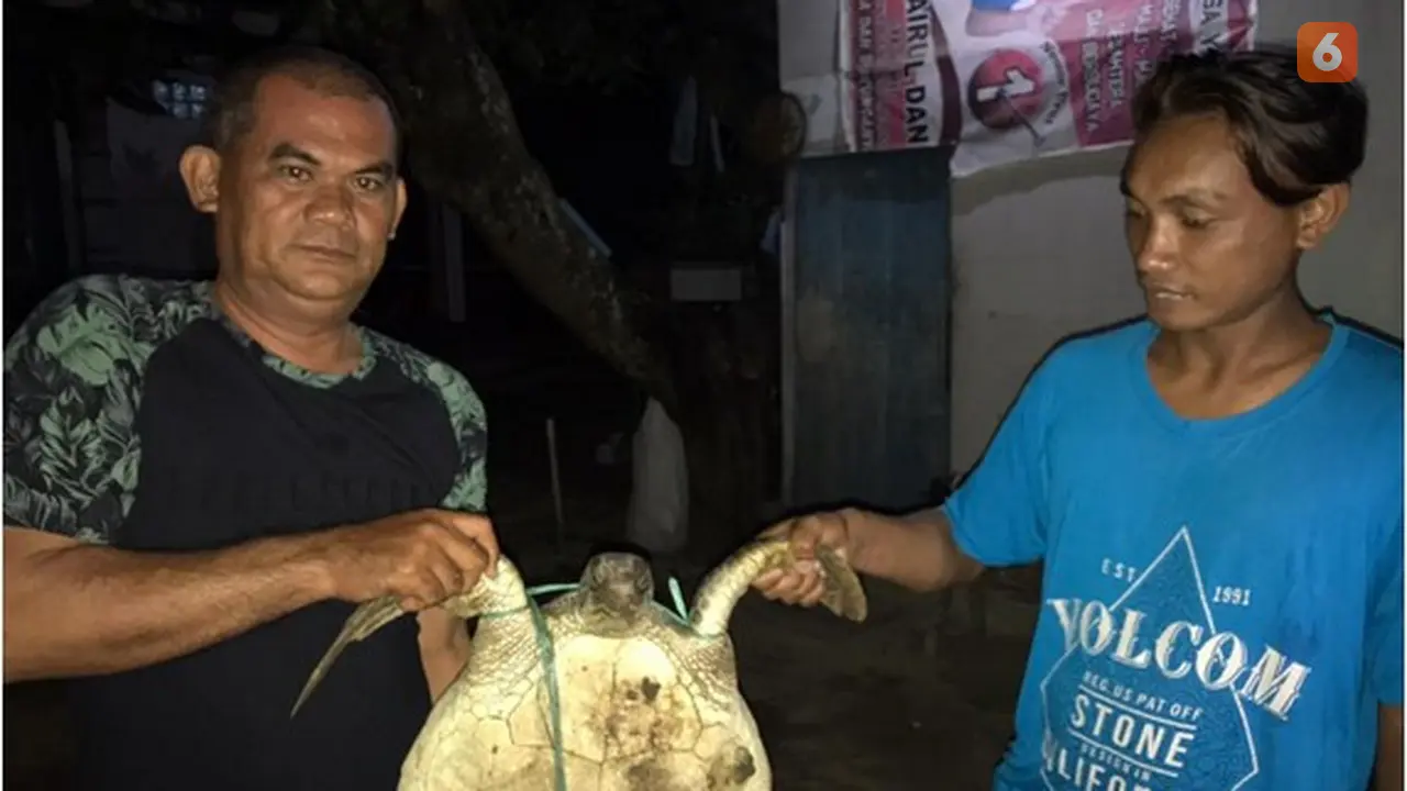 Seorang nelayan menyerahkan penyu kepada pihak BKSDA Wilayah II Gorontalo (Arfandi/Liputan6.com)