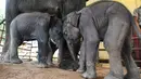 Bayi gajah kembar bermain di samping induknya di Kamp Gajah Wingabaw, wilayah Bago Myanmar, pada 5 September 2024. (Sai Aung MAIN / AFP)