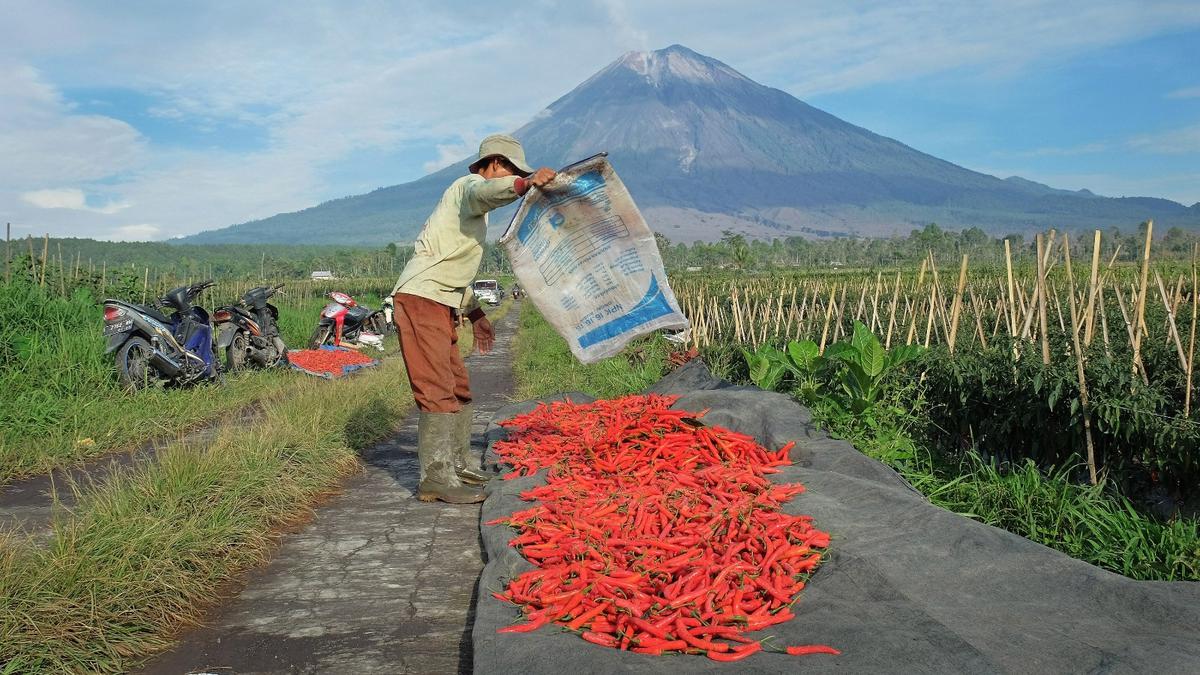 KUR BRI Capai Rp84,36 Triliun hingga Mei 2026, Sektor Pertanian Serap Pembiayaan Terbesar