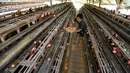 Peternak memanen telur ayam ras di peternakannya di Kampung Kebon Kopi, Pengasinan, Bogor, Kamis (15/12/2022). Menurut peternak setempat, kenaikan harga telur di tingkat peternak disebabkan tingginya permintaan pasar jelang perayaan Natal dan Tahun Baru. (merdeka.com/Arie Basuki)