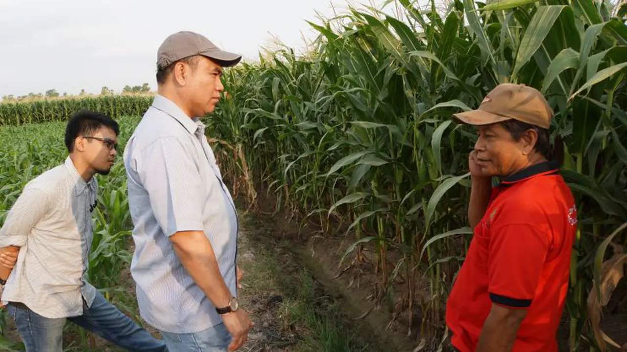 Direktur Pakan Ditjen PKH Kementan, Nasrullah, bersama tim pemantau melakukan pengecekan langsung secara serentak lahan jagung yang masih berproduksi di daerah sentra produksi jagung.