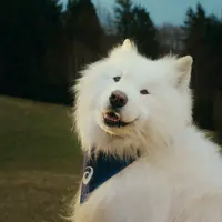 Kampanye global ini rayakan peran anjing sebagai salah satu partner gerak terbaik untuk kesehatan tubuh dan mental.