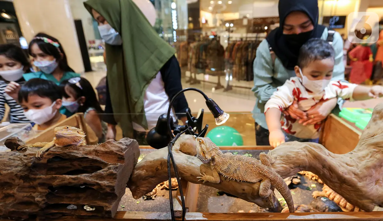 Pengunjung melihat hewan bunglon di atrium Lippo Mall Kemang, Jakarta, Jumat (10/12/2021). Kehadiran hewan tropis peliharaan hingga 9 Januari 2022 mengajak keluarga khususnya anak-anak dibawah 12 tahun untuk menikmati hiburan dan edukasi mengenal habitat tropical. (Liputan6.com/Fery Pradolo)
