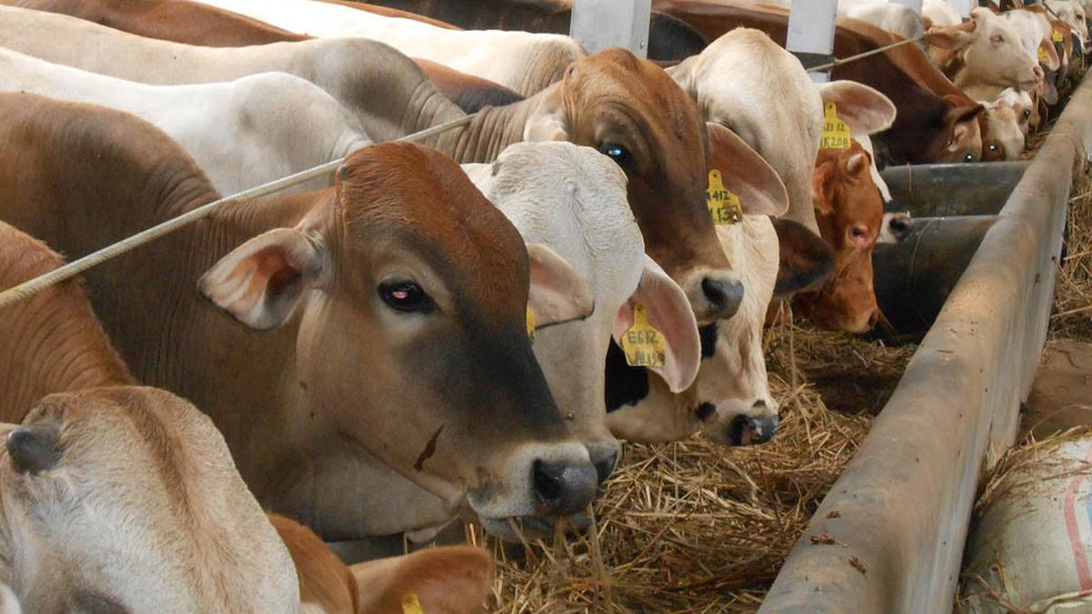 Minuman Energi Hingga Sabun Cantik dari Kotoran dan Urine Sapi