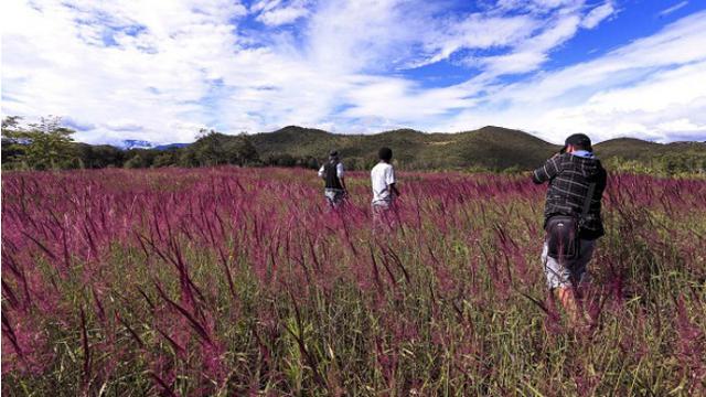 Hanya di Bulan Mei, Hamparan Lembah Baliem Berubah Warna Ungu