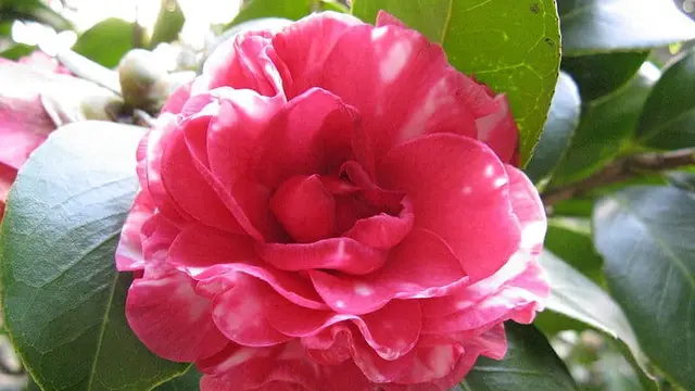 Middlemist Red
