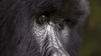 Gorila yang bernama Bugingo tertangkap kamera saat bersantai di Mgahinga Gorilla National Park, Uganda, Jumat (20/11/2015). Gorila yang ada di taman nasional ini merupakan gorila dari kelompok Nyakagezi. (REUTERS/Edward Echwalu)