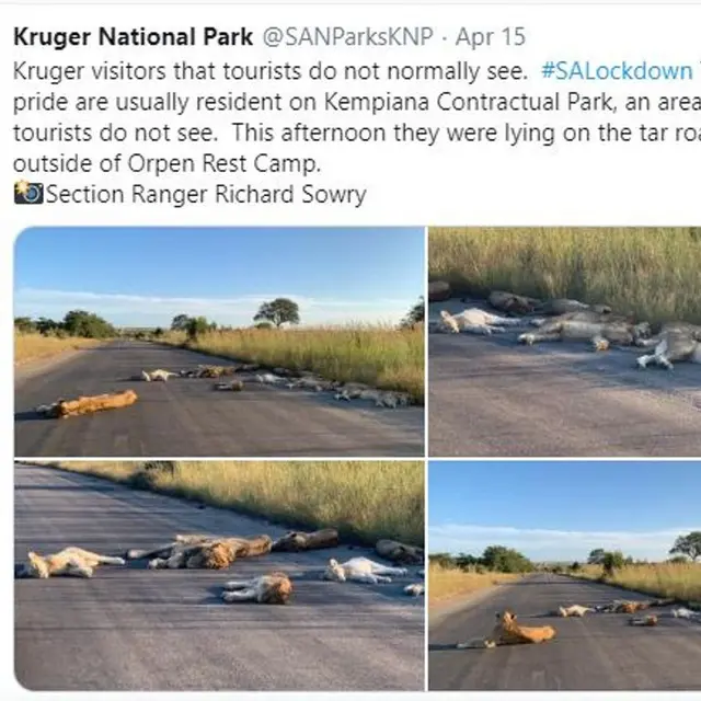 Dampak Afrika Selatan Lockdown, Singa Tidur di Jalanan