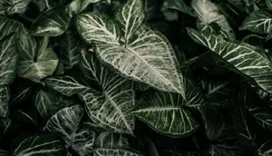 8 Tanaman Hias Daun untuk Teras Depan Rumah, Ada Monstera hingga Aglonema