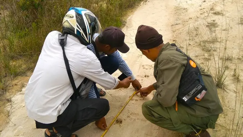 Petugas BBKSDA Riau mengukur jejak Harimau Sumatra yang ditemukan di Desa Karya Indah, Kabupaten Kampar.