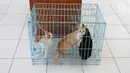 Sejumlah kucing ditempatkan dalam kandang saat akan disterilisasi dan vaksinasi di pusat kesehatan hewan, Jakarta, Kamis (10/1). Kucing yang akan disterilisasi dan vaksinasi ditempatkan terpisah dengan kucing siap adopsi. (Liputan6.com/Herman Zakharia)