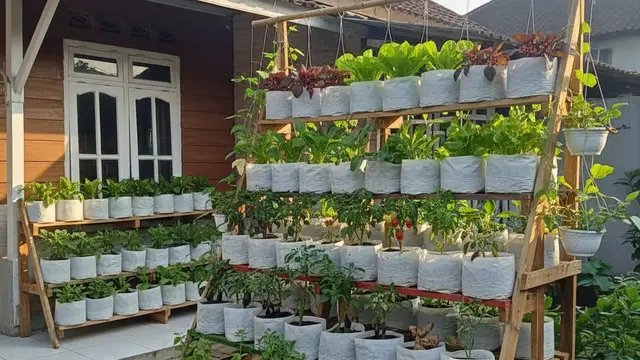 Kebun Sayur Polybag Tumpang Sari (Foto: Gemini AI)