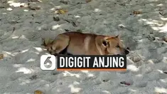 vertical anjing