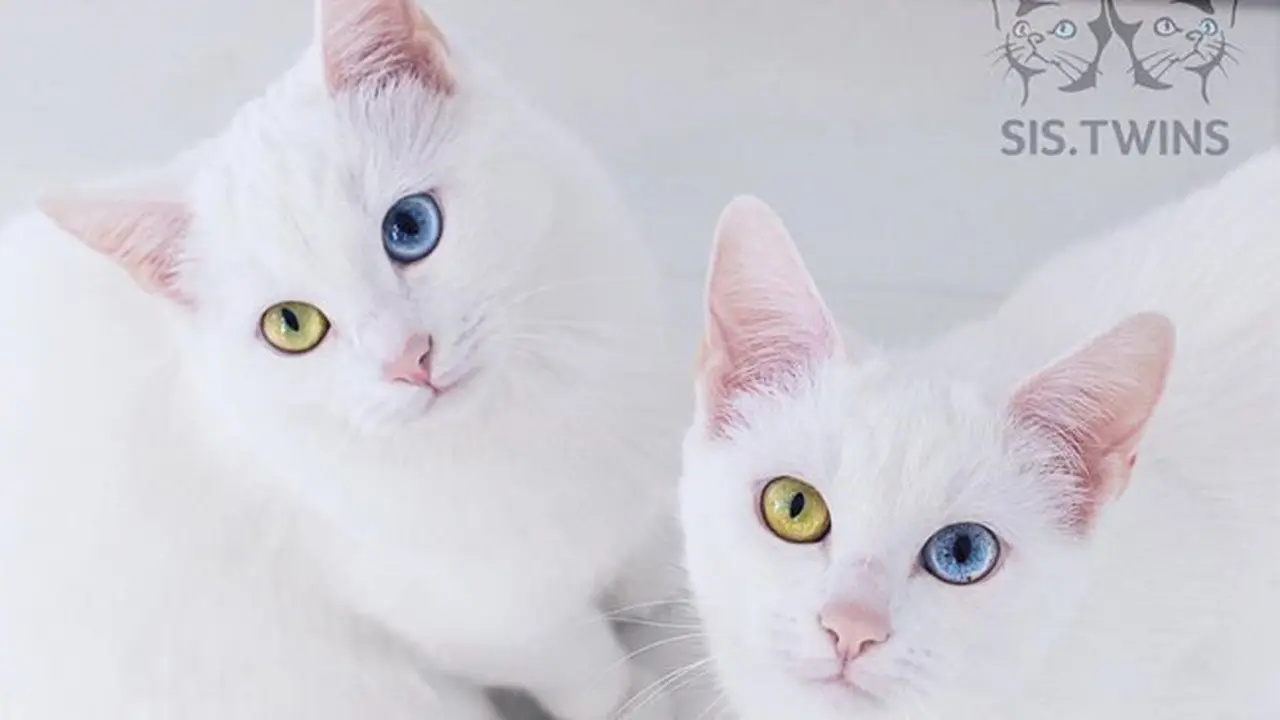 Punya Warna Mata Berbeda, Kucing Kembar Ini Banjir Pengikut di Instagram