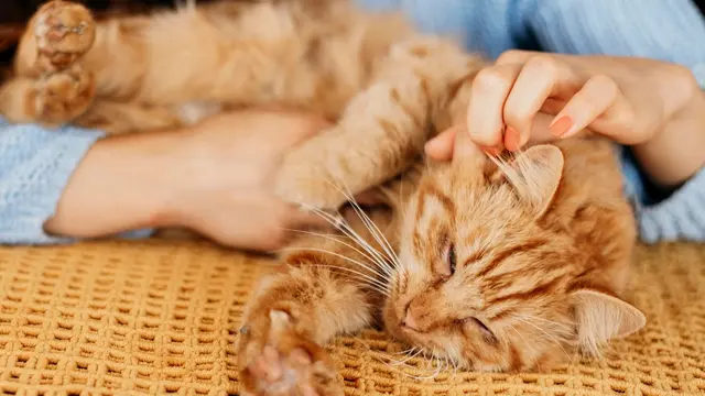 Kucing Hamil