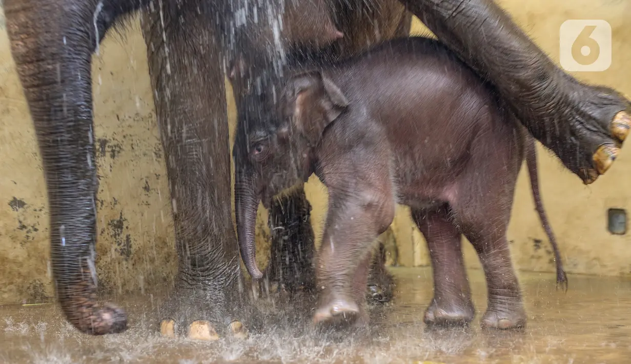 Bayi gajah bernama Covid, yang berusia 1 bulan sedang dimandikan di Taman Safari Indonesia Cisarua, Bogor, Jawa Barat, Rabu (27/5/2020). Gajah Covid yang lahir pada masa pandemi Covid-19 merupakan keberhasilan pengembangbiakan satwa melalui program konservasi. (Liputan6.com/Fery Pradolo)