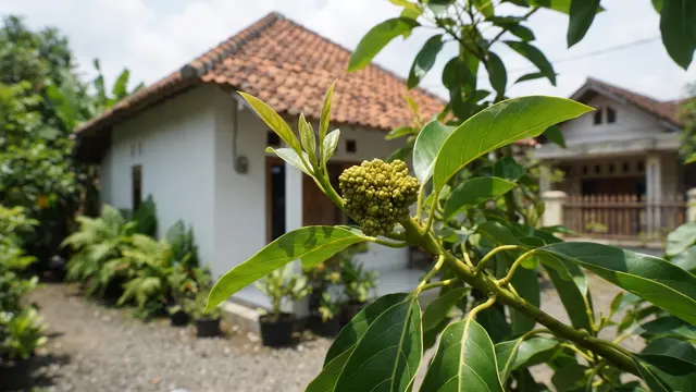 Ciri Alpukat Siap Berbuah