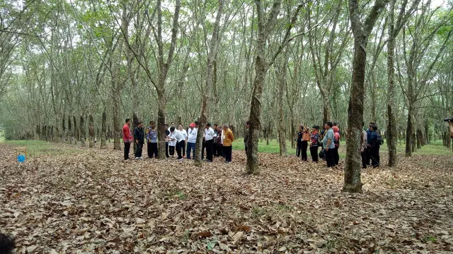 Petani Sumsel Bandingkan Harga Karet Masa Jokowi dengan SBY