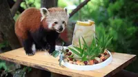 Kue Spesial untuk Ultah ke-16 Panda Merah