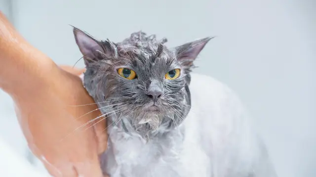 Mandikan dengan Shampo Khusus Hewan