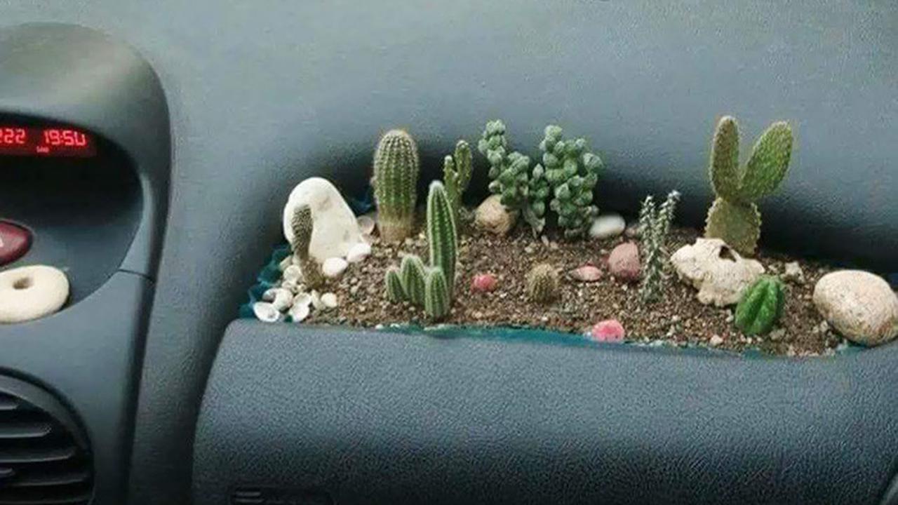 Kaktus di dalam mobil (boredpanda)
