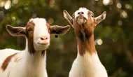 Kambing Bernama Goldie Curi Perhatian di Tengah Kebakaran Colorado