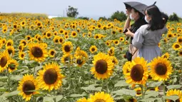 Orang-orang dengan mengenakan masker berdiri di antara lautan bunga matahari yang bermekaran penuh di taman Yokosuka dekat Tokyo, Senin (17/8/2020). Bunga ini adalah bunga yang dikenal masyarakat Jepang sebagai bunga musim panas. (AP Photo/Koji Sasahara)