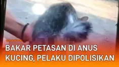 Belakangan viral perbuatan keji dilakukan oleh dua pria pada seekor kucing. Keduanya mengunggah aksi menyalakan petasan yang dipasang ke anus si kucing. Video yang viral tersebut buat warganet ramai-ramai menggugat pelaku.