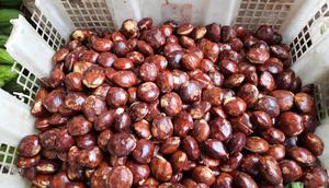 Ilustrasi jengkol. (Image by Andry Hariana from Pixabay)