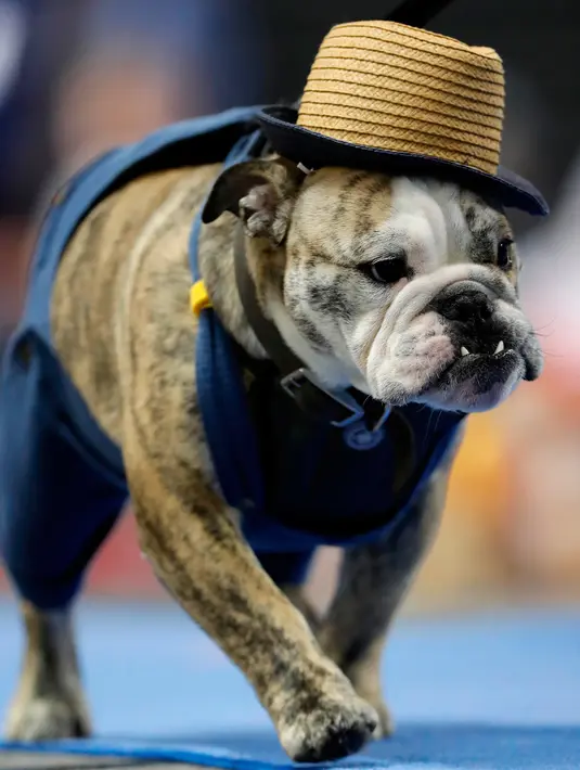 Anjing Bulldog, Kenaniah Wilbur milik Erin Sinnwell berjalan di atas catwalk kontes kecantikan bertajuk Beatiful Bulldog ke-37 di Des Moines, Iowa, Minggu (22/4). Pemenang kontes ini akan menjadi maskot ajang atletik Drake Relays. (AP/Charlie Neibergall)
