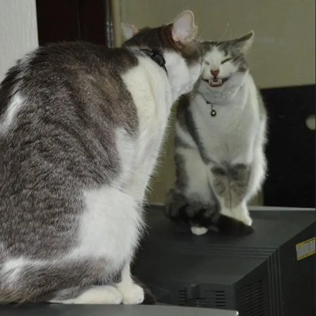 ekspresi kucing