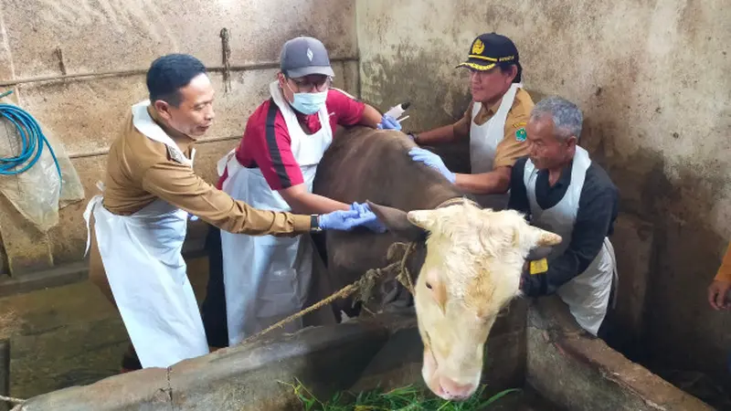 Waspada Wabah PMK Muncul Lagi, Hewan Ternak di Kota Malang Disuntik Vaksin