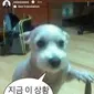 Anjing yang fotonya dipakai Han So Hee bantah rumor transit love terkait Ryu Jun Yeol dan Hyeri mendadak terkenal. (dok. Instagram Story @xeesoxee)